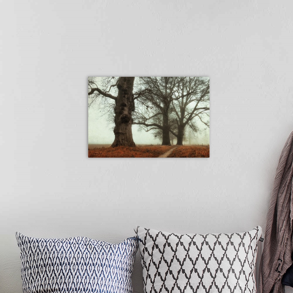 A bohemian room featuring Huge trees in the fog and looming over a coppery field.