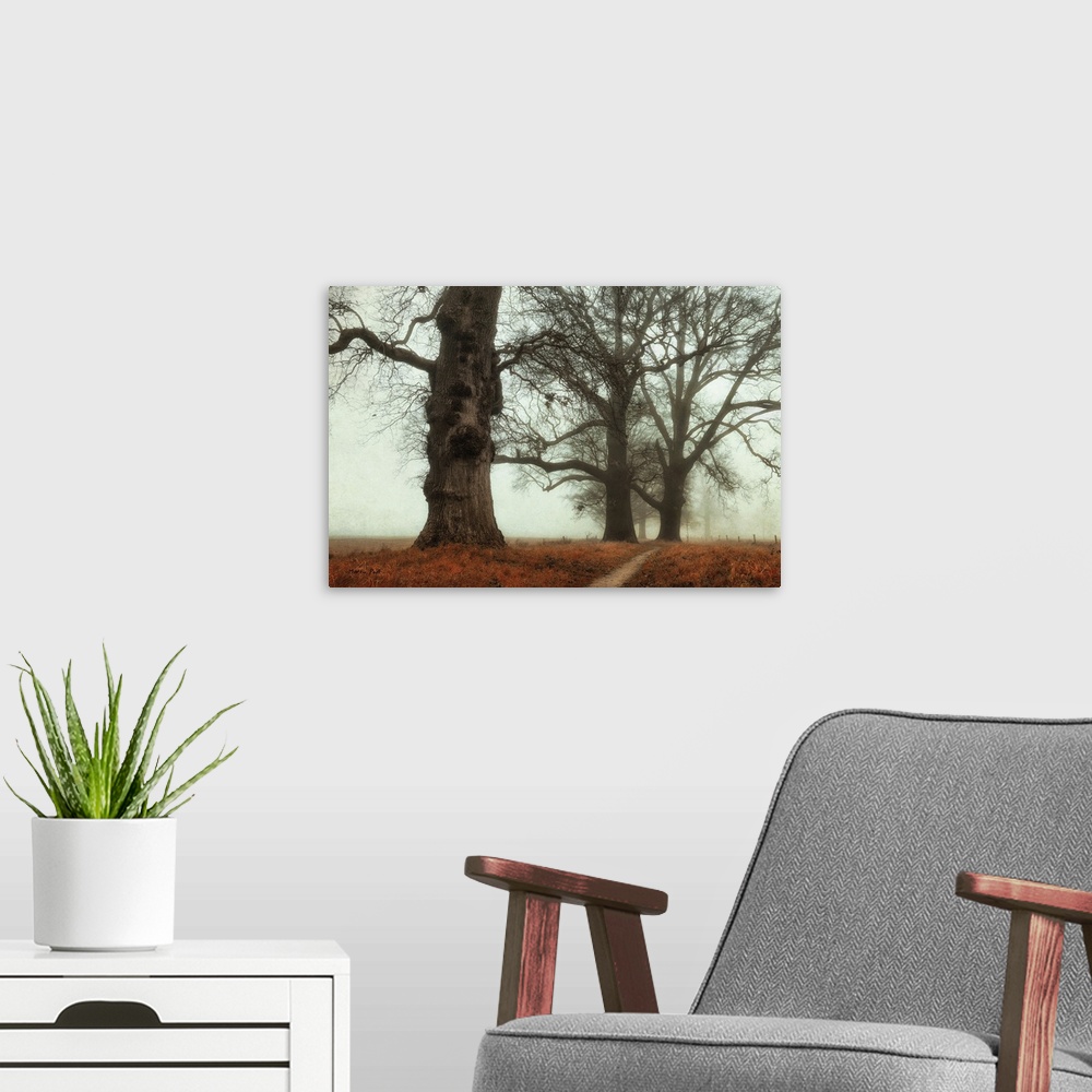 A modern room featuring Huge trees in the fog and looming over a coppery field.