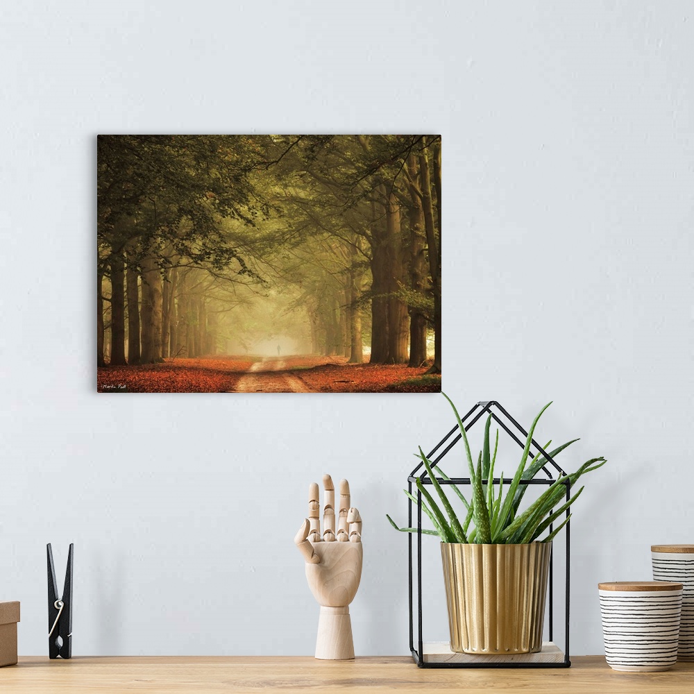 A bohemian room featuring A pathway through a misty forest with tall trees.