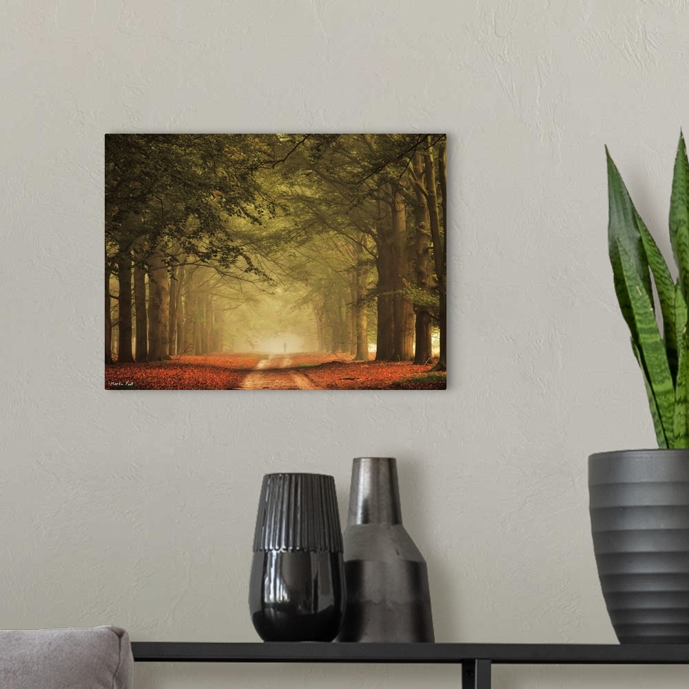 A modern room featuring A pathway through a misty forest with tall trees.