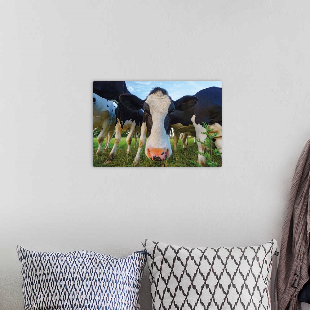 A bohemian room featuring Humorous photo of a curious dairy cow with her face up close.
