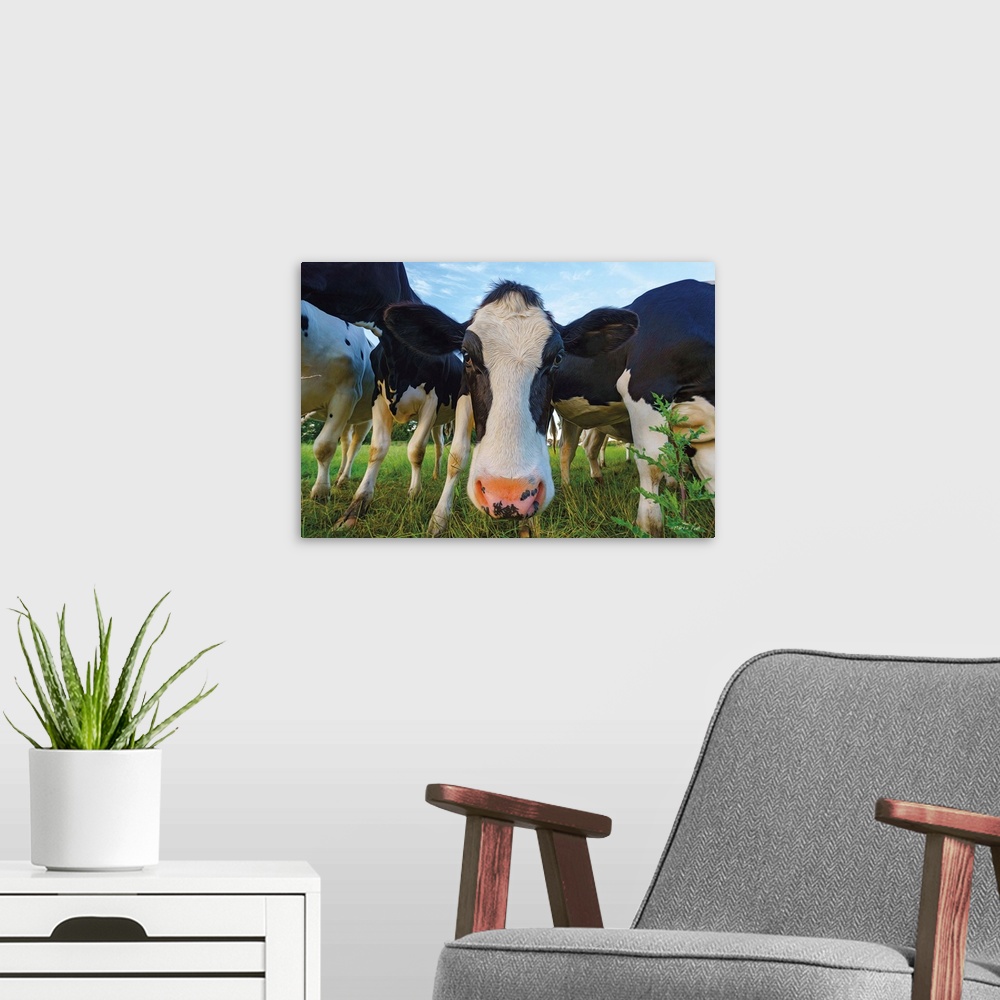 A modern room featuring Humorous photo of a curious dairy cow with her face up close.