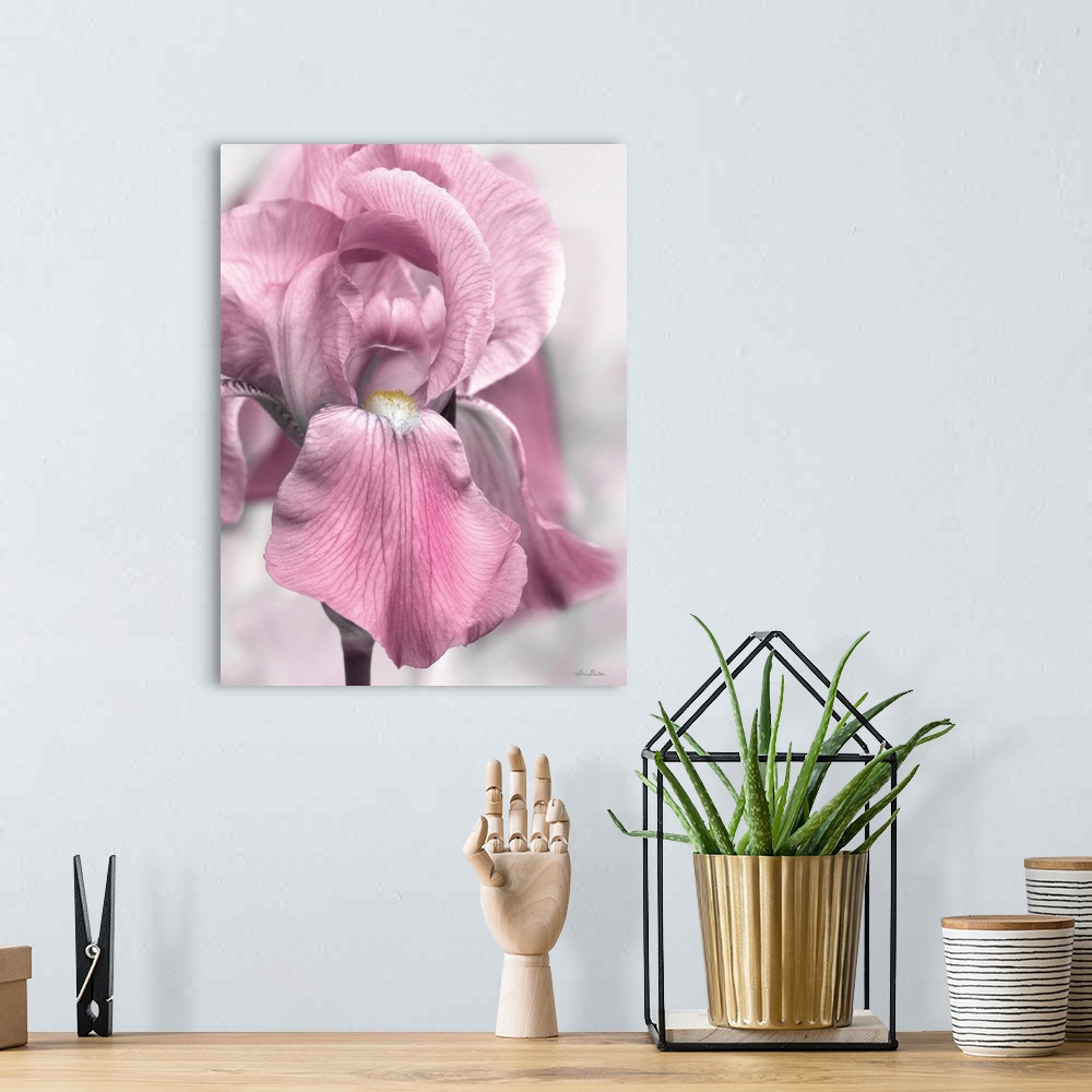 A bohemian room featuring Pink Iris