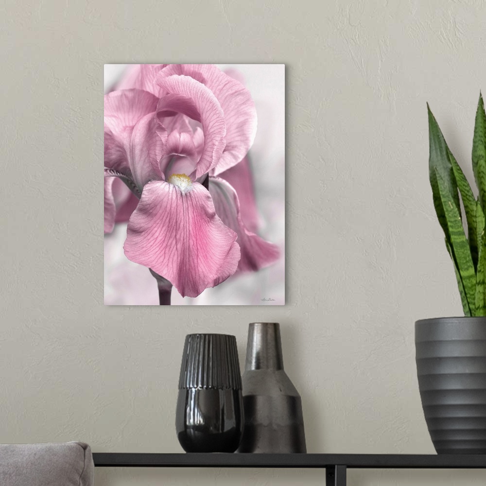 A modern room featuring Pink Iris
