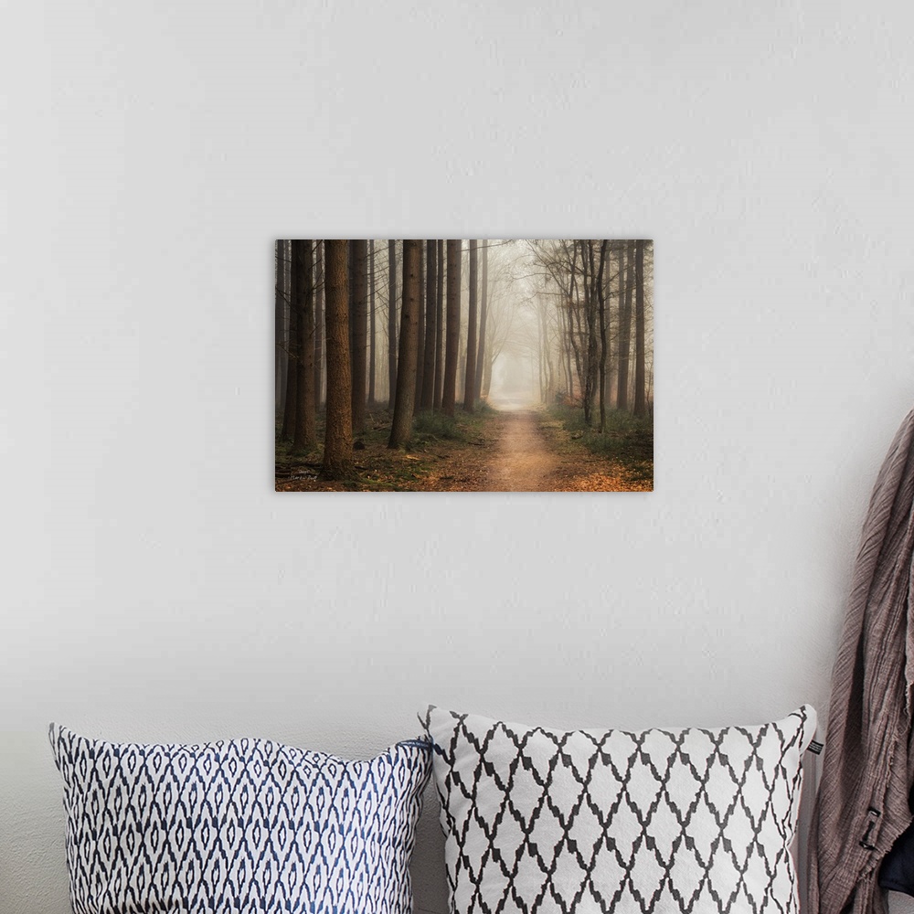 A bohemian room featuring Pathway through a forest of slender trees in the fog.