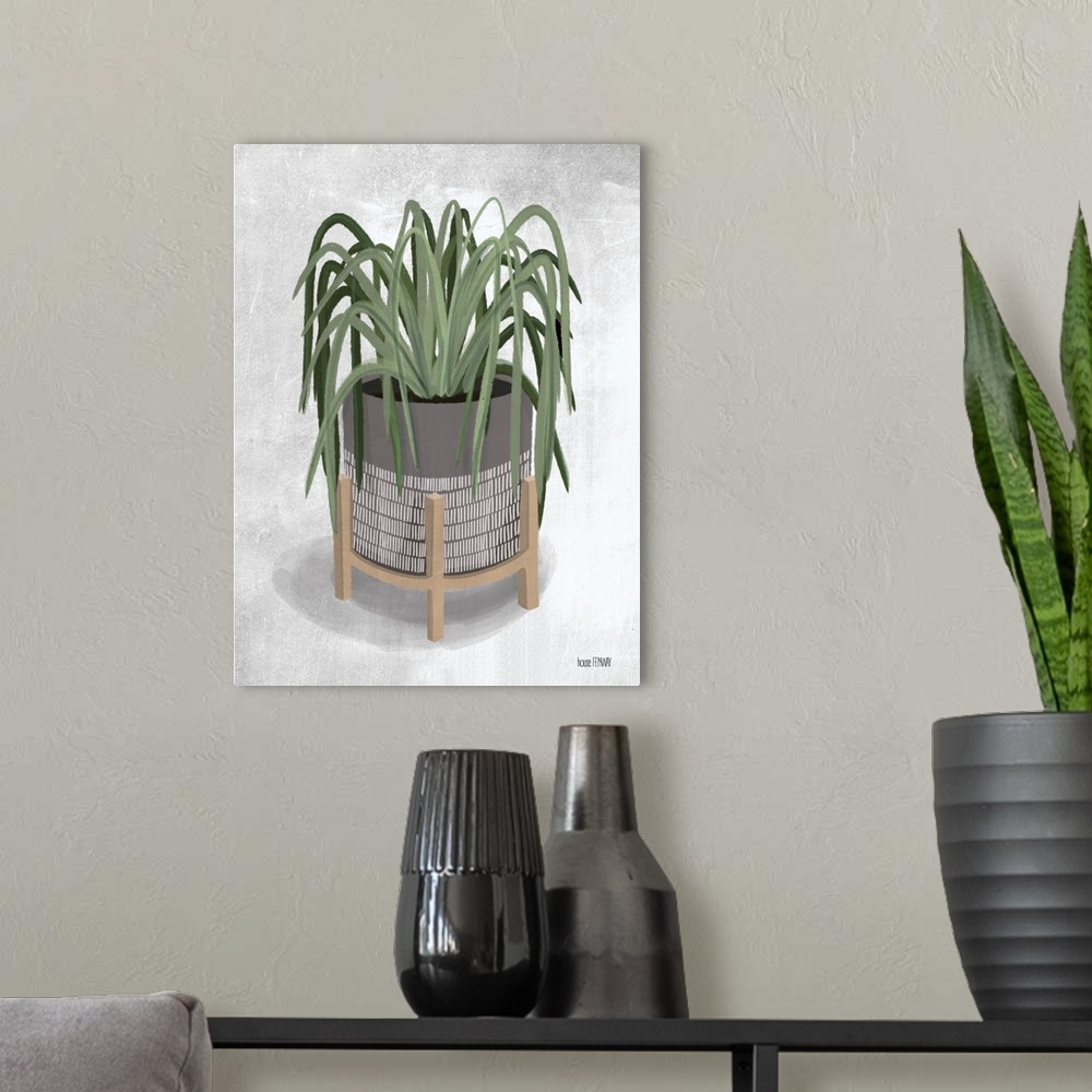 A modern room featuring Spider Plant