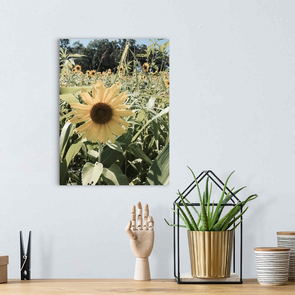 A bohemian room featuring Sunflowers