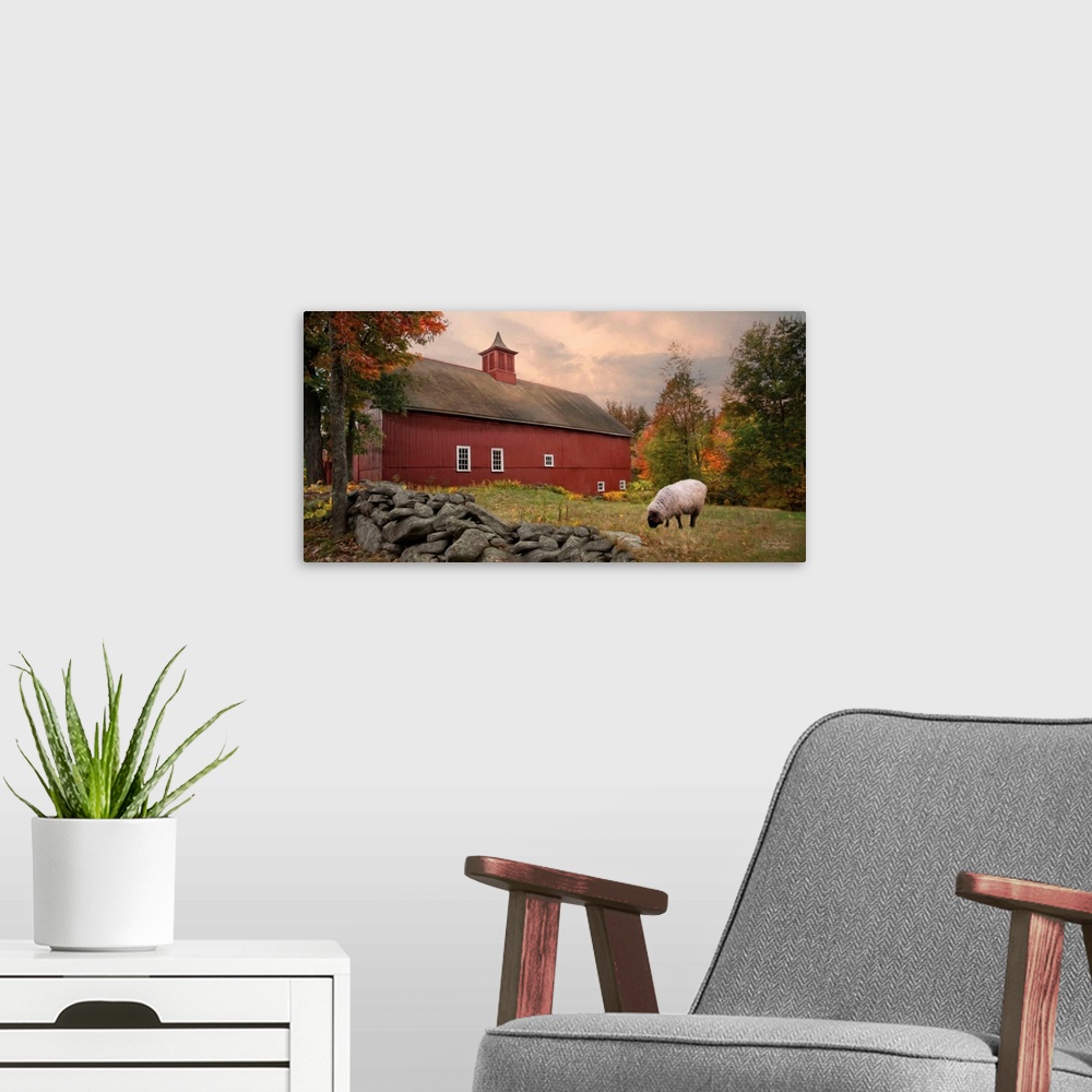 A modern room featuring A lone sheep grazing on the lawn near a red barn.