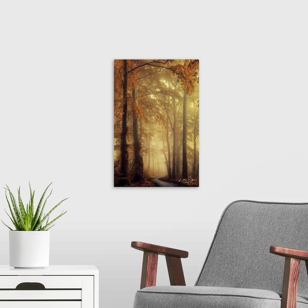 A modern room featuring Photograph of a peaceful forest landscape.