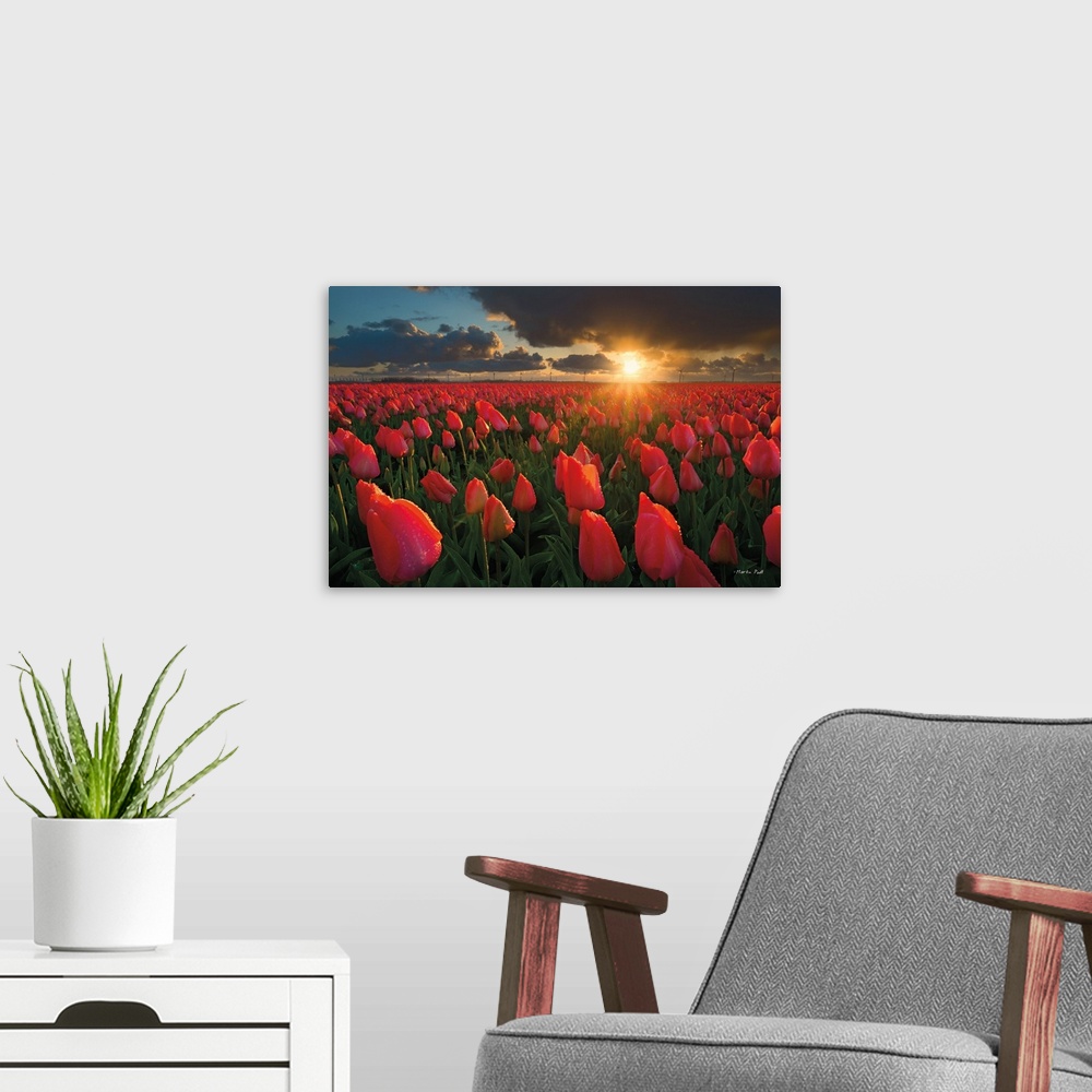 A modern room featuring Fields of red tulips under fiery sunset clouds.