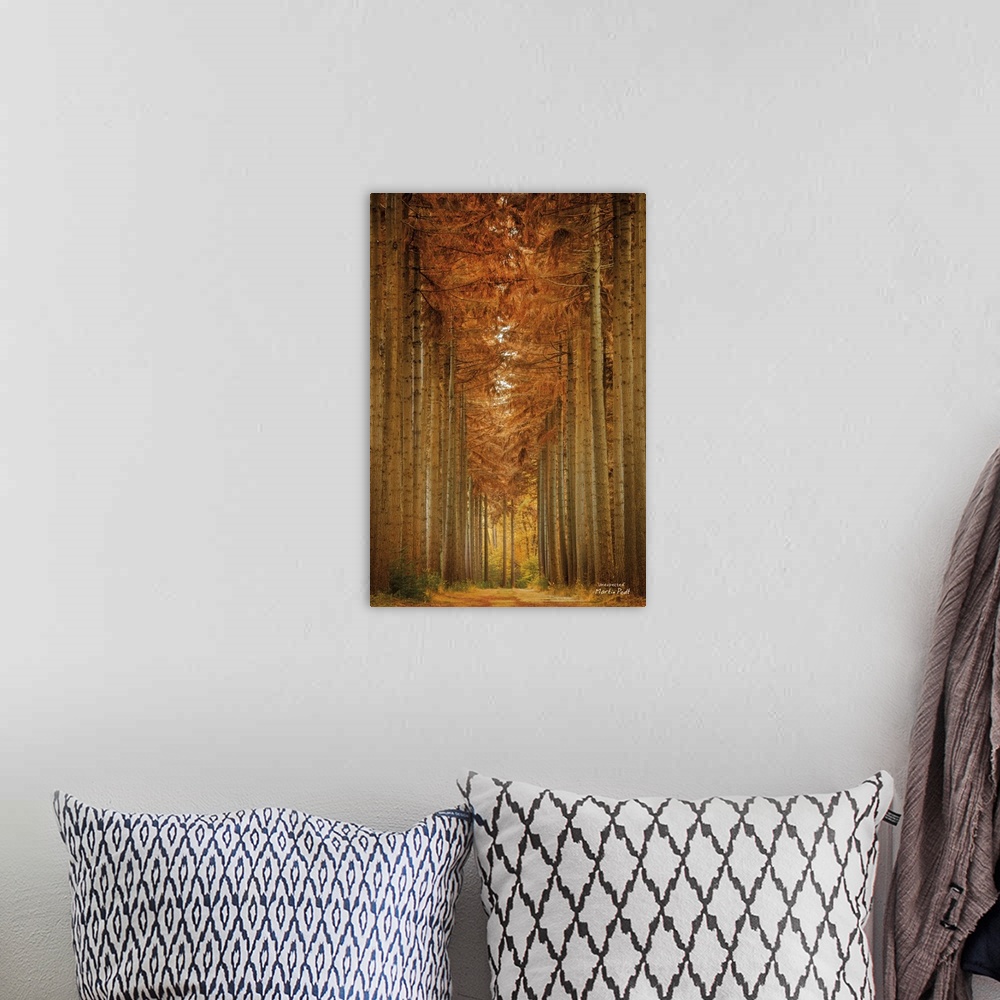 A bohemian room featuring Fine art photo print of a path through a forest, lined with towering trees and a canopy of vivid ...