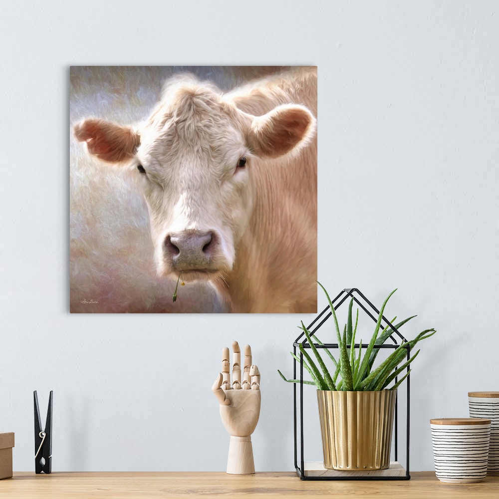 A bohemian room featuring Contemporary portrait of a white cow with bright sunlight.
