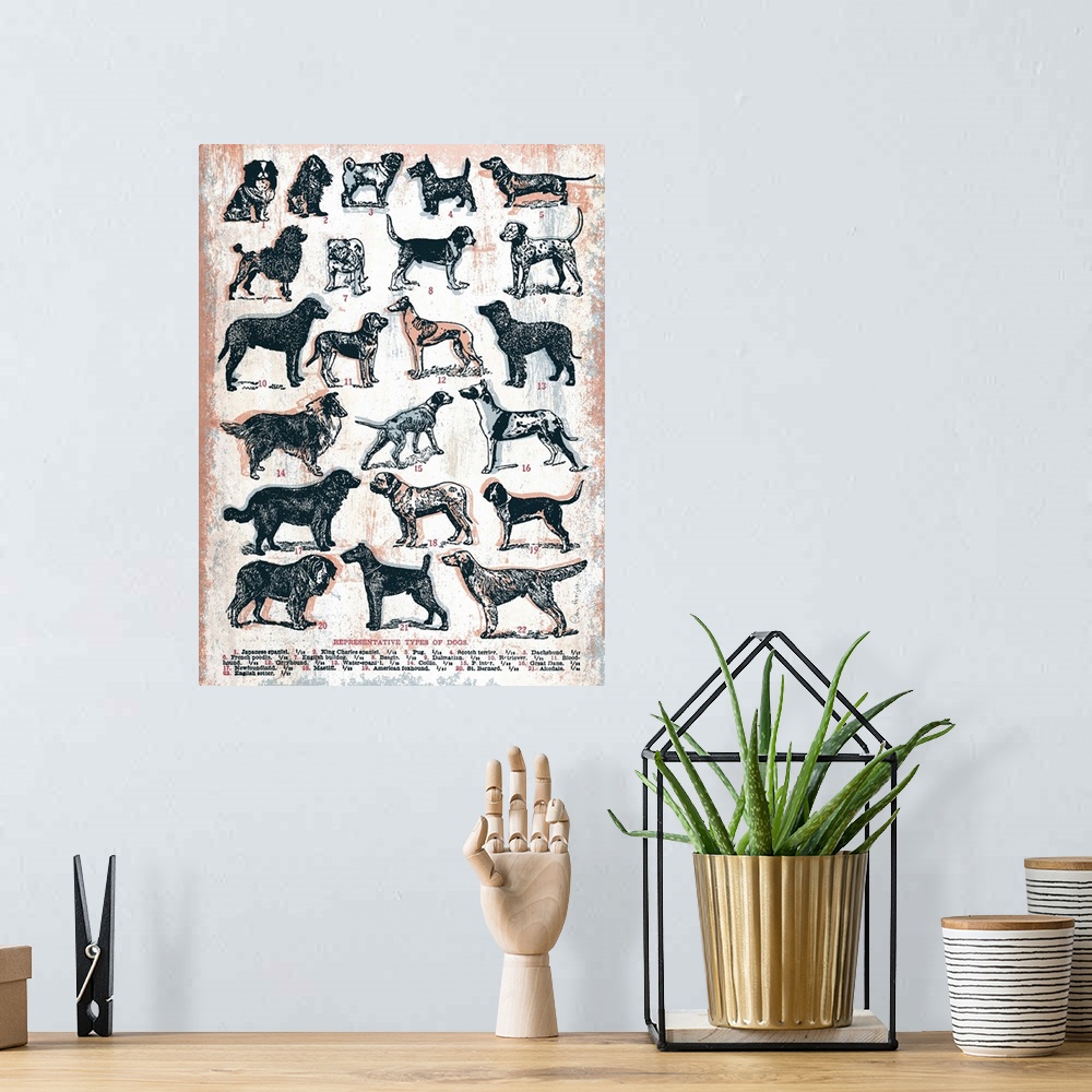 A bohemian room featuring A chart of 22 different types of dogs all listed by name and image in a retro art look.