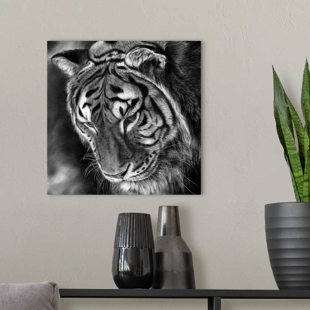 A modern room featuring Pencil drawing of a tiger looking downwards.
