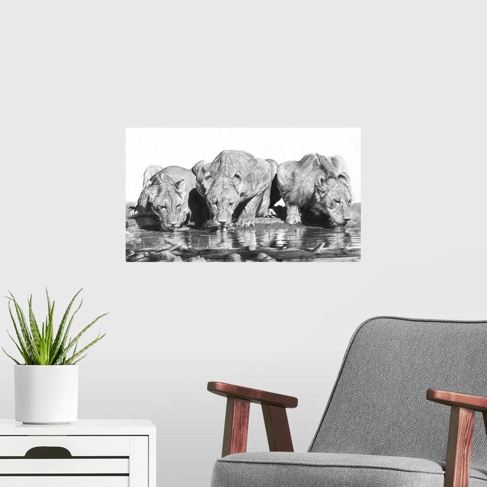 A modern room featuring Graphite pencil drawing of three lionesses drinking from a pool.