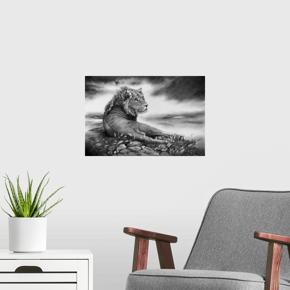 A modern room featuring A young male lion reclining on the savannah. Originally created with pencil.