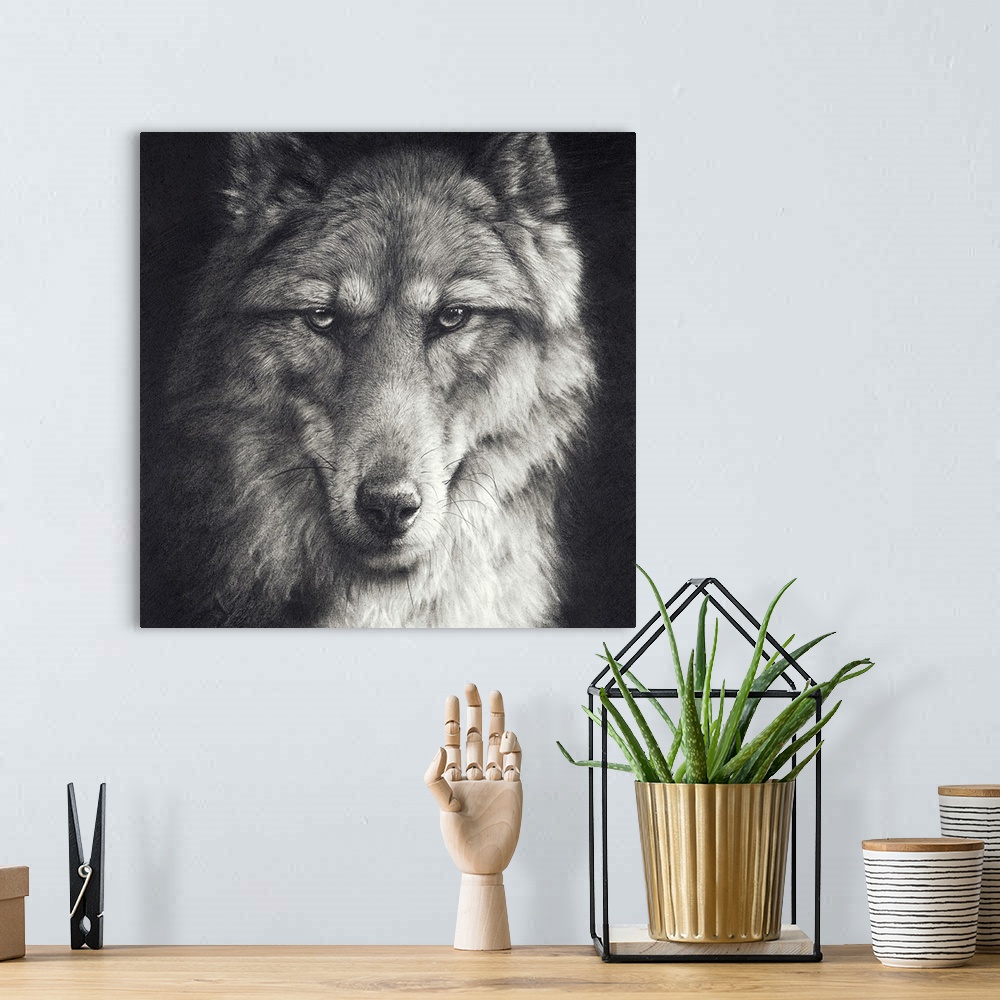 A bohemian room featuring 'Shadow Falling' is a graphite pencil drawing. A close up portrait of a timber wolf.