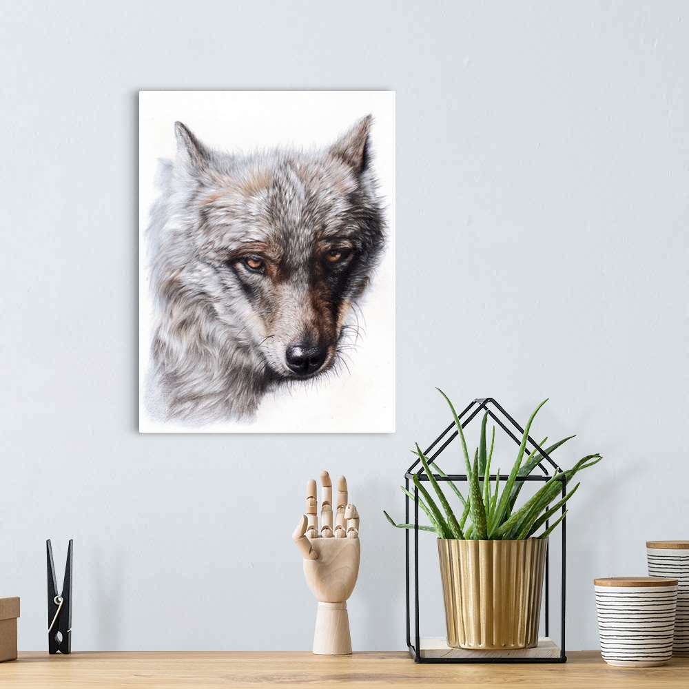 A bohemian room featuring 'Sierra Spirit' is a close up portrait of a beautiful Iberian wolf created with colored pencils o...
