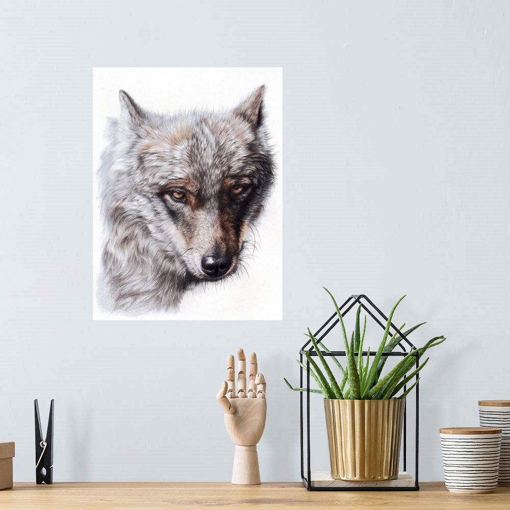 A bohemian room featuring 'Sierra Spirit' is a close up portrait of a beautiful Iberian wolf created with colored pencils o...