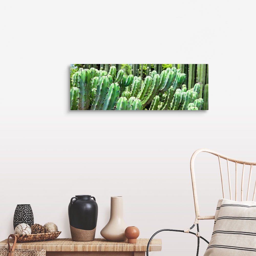 A farmhouse room featuring A panoramic close-up photograph of cactus. From the Viva Mexico Panoramic Collection.