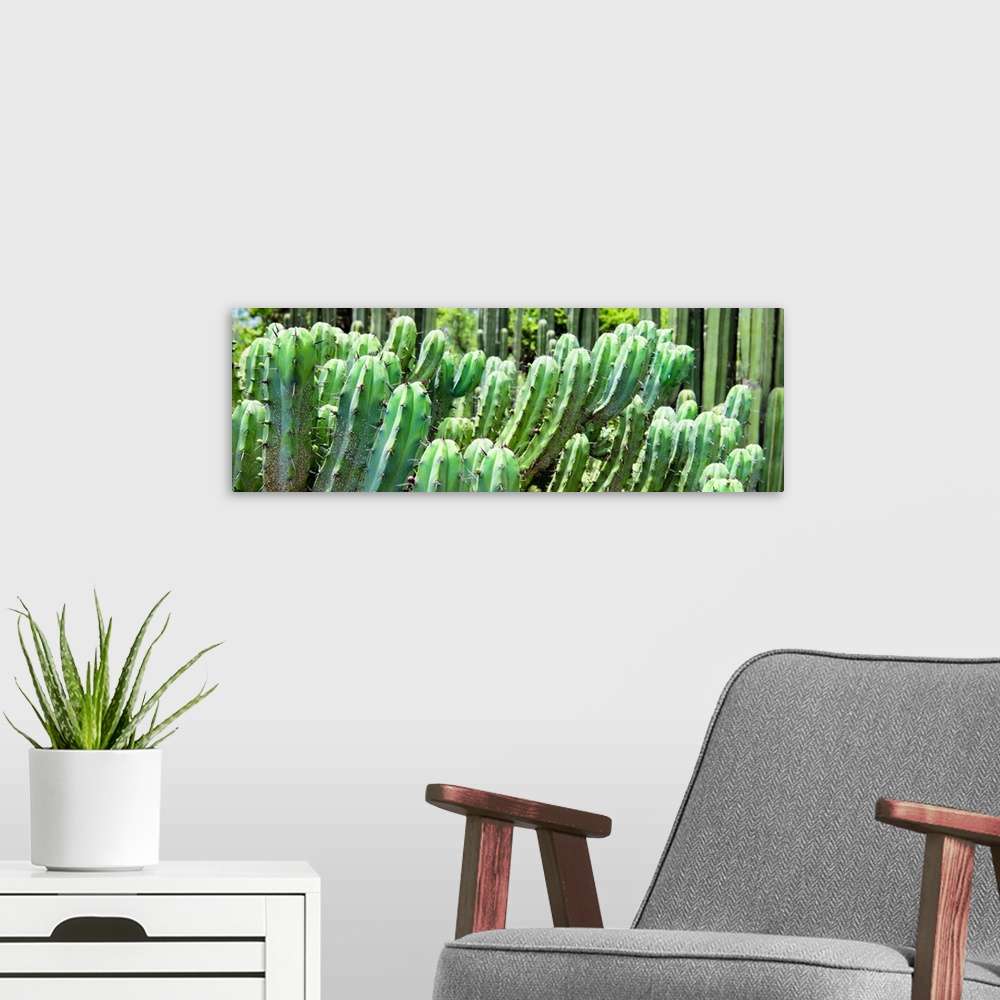 A modern room featuring A panoramic close-up photograph of cactus. From the Viva Mexico Panoramic Collection.
