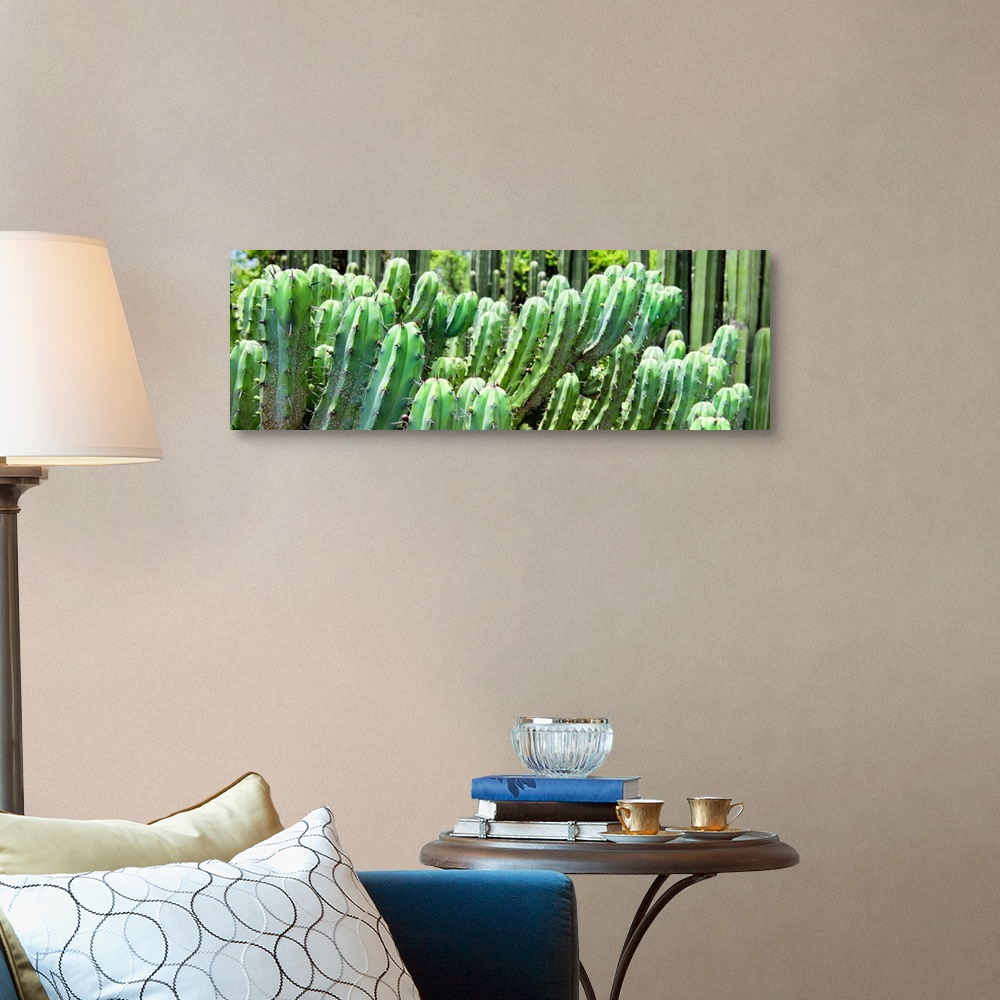 A traditional room featuring A panoramic close-up photograph of cactus. From the Viva Mexico Panoramic Collection.