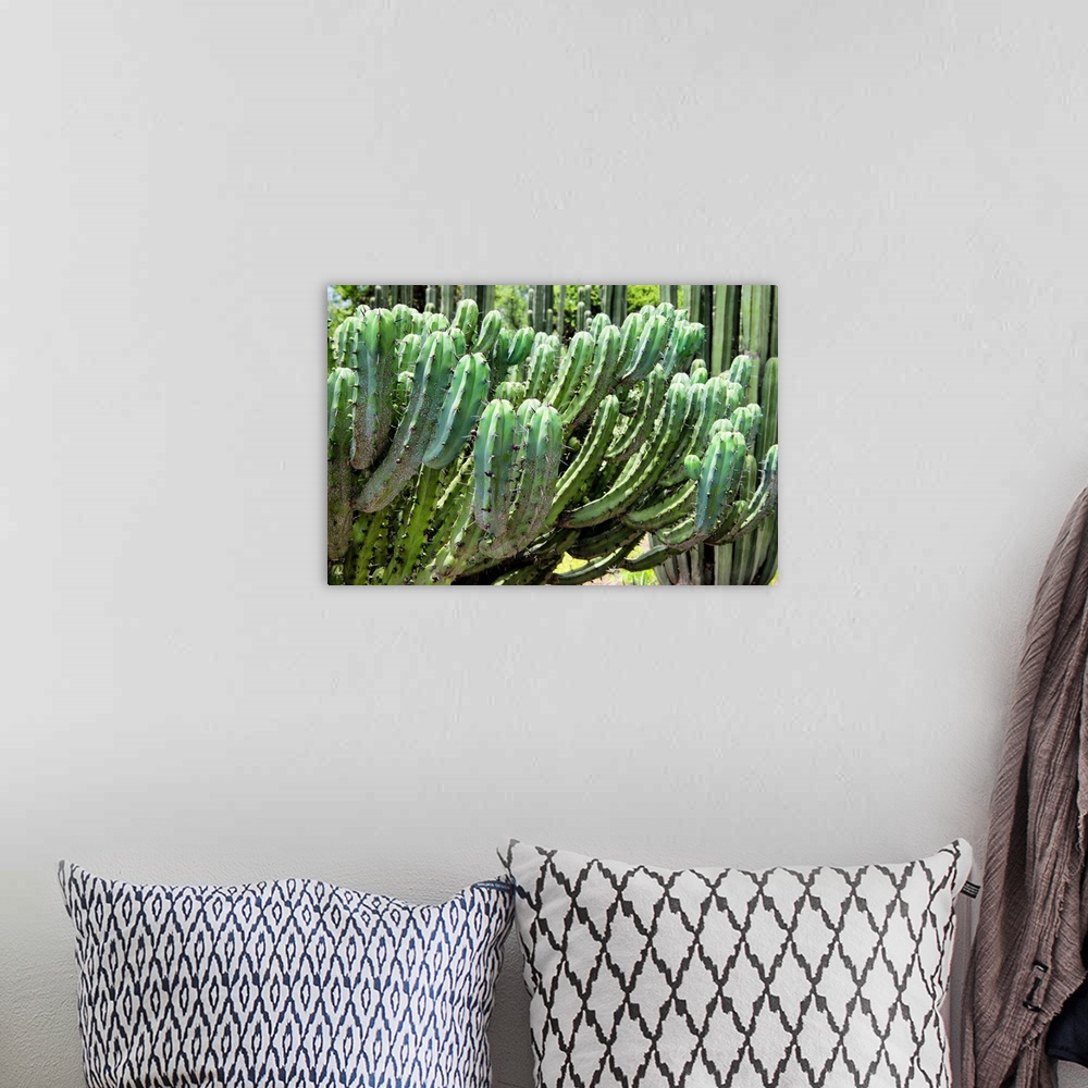 A bohemian room featuring Close-up photograph of a cactus highlighting its details. From the Viva Mexico Collection.