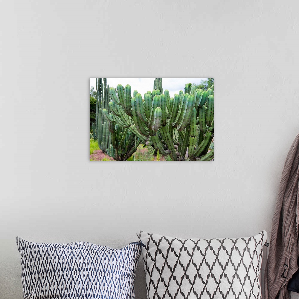 A bohemian room featuring Close-up photograph of a cactus highlighting its details. From the Viva Mexico Collection.