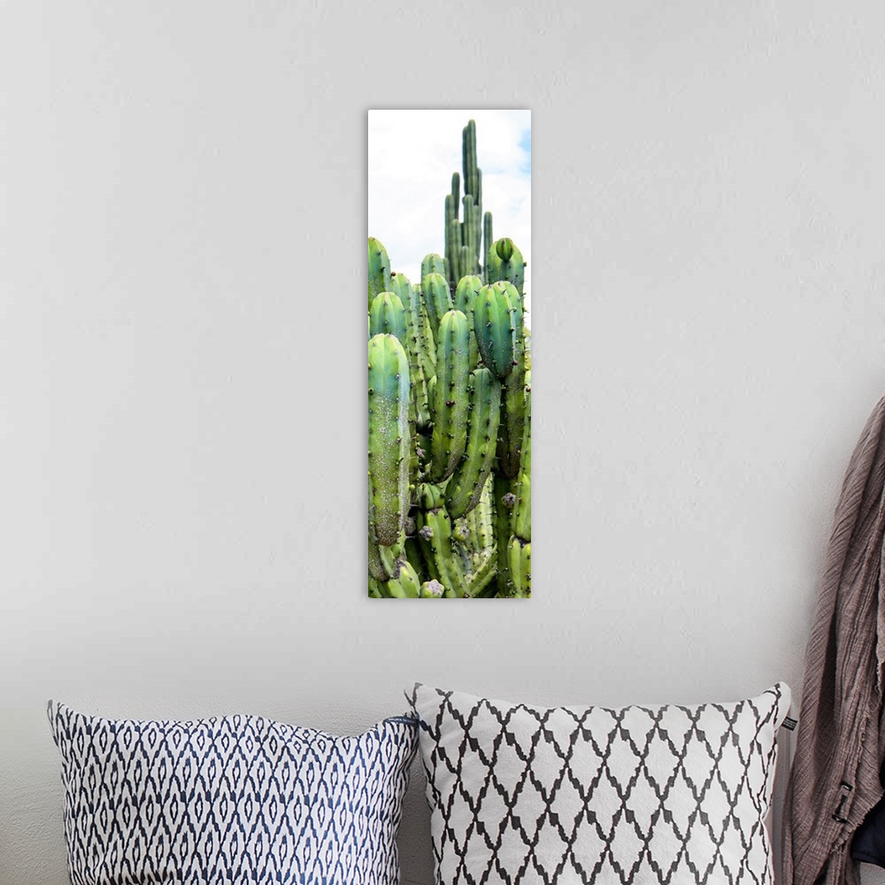 A bohemian room featuring A vertical panoramic photograph of cactus. From the Viva Mexico Panoramic Collection.