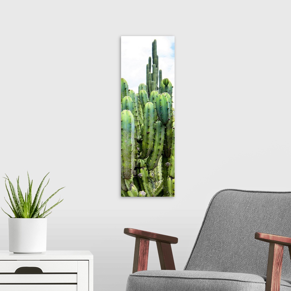 A modern room featuring A vertical panoramic photograph of cactus. From the Viva Mexico Panoramic Collection.