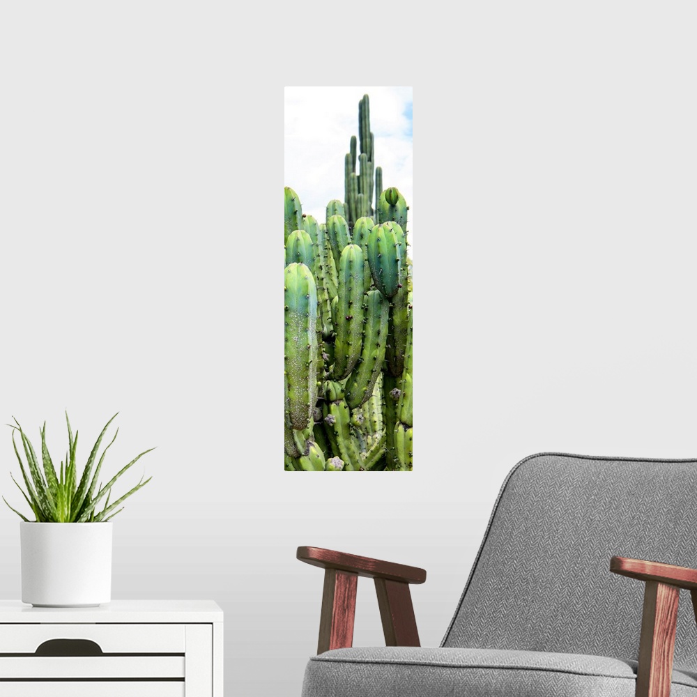 A modern room featuring A vertical panoramic photograph of cactus. From the Viva Mexico Panoramic Collection.