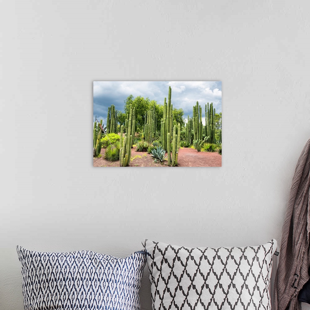 A bohemian room featuring Landscape photograph of several Cardon Cacti. From the Viva Mexico Collection.
