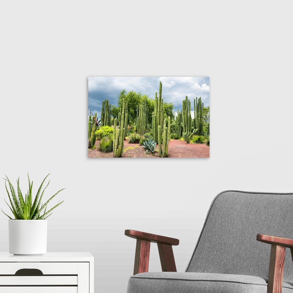 A modern room featuring Landscape photograph of several Cardon Cacti. From the Viva Mexico Collection.