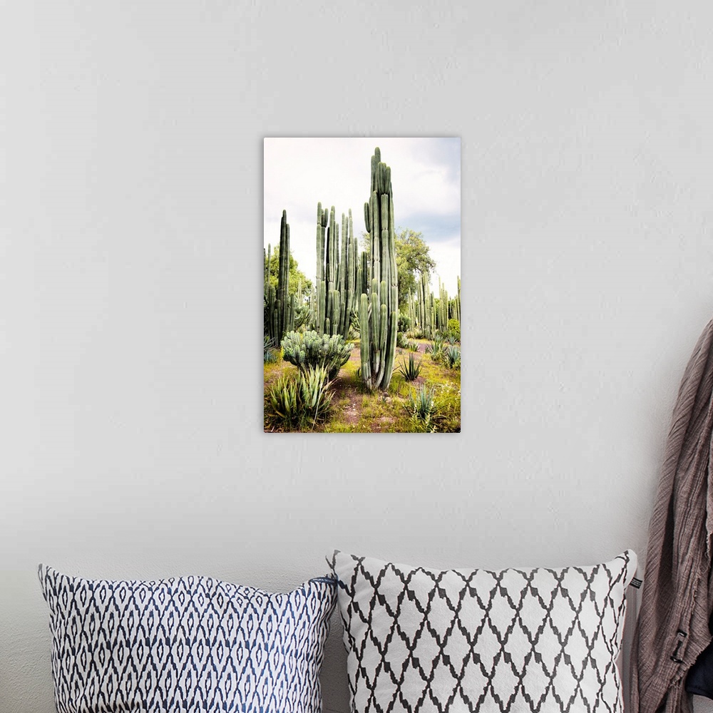 A bohemian room featuring Landscape photograph of a cardon cactus amongst other cacti. From the Viva Mexico Collection.