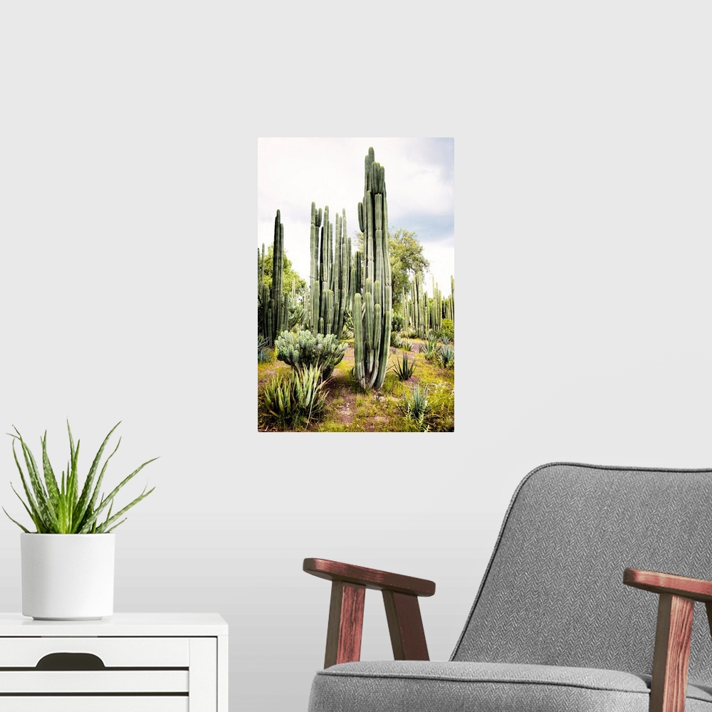 A modern room featuring Landscape photograph of a cardon cactus amongst other cacti. From the Viva Mexico Collection.