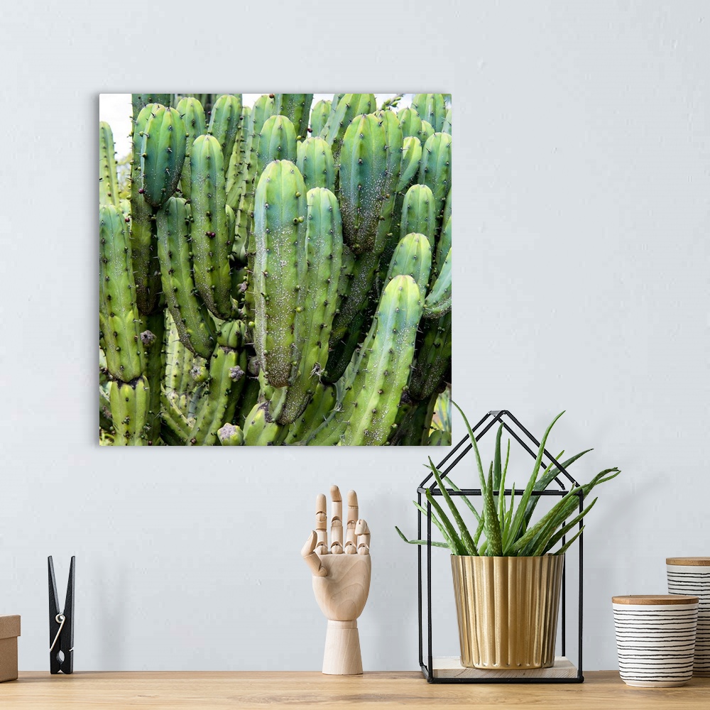 A bohemian room featuring Square close-up photograph of a cardon cactus. From the Viva Mexico Square Collection.