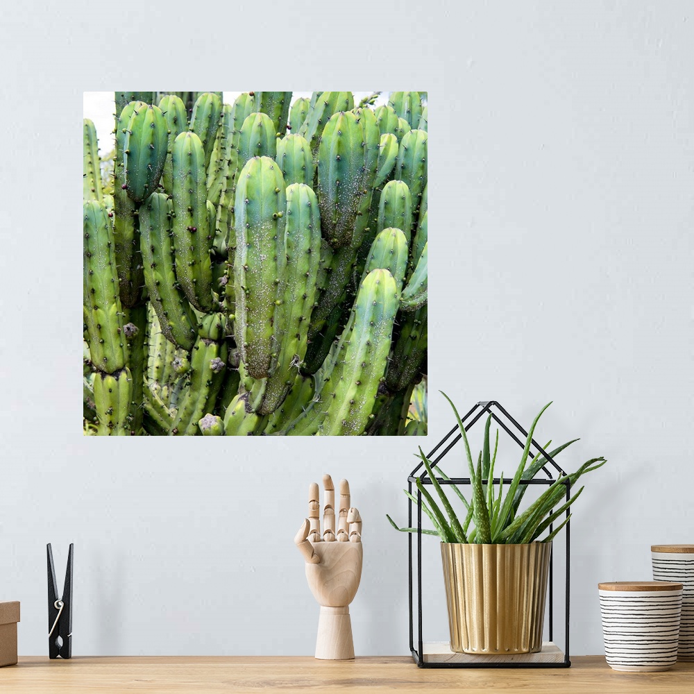 A bohemian room featuring Square close-up photograph of a cardon cactus. From the Viva Mexico Square Collection.