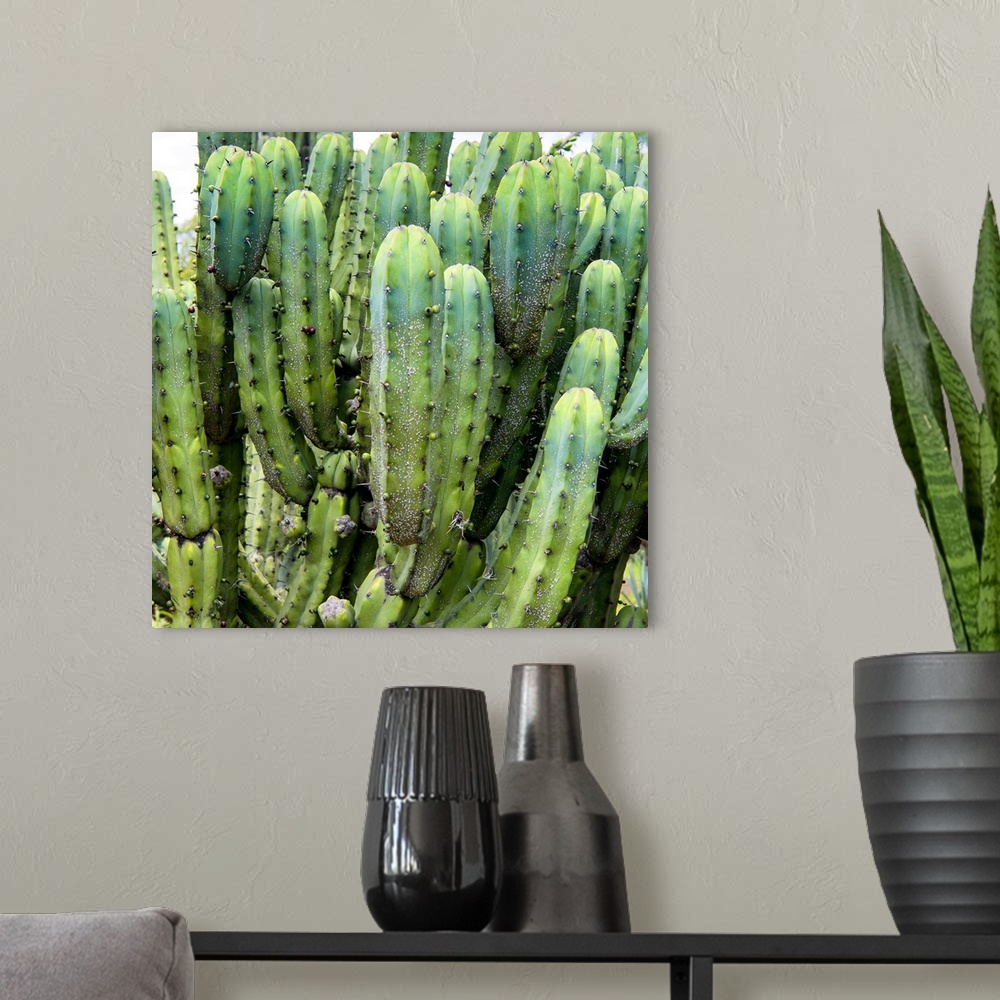A modern room featuring Square close-up photograph of a cardon cactus. From the Viva Mexico Square Collection.