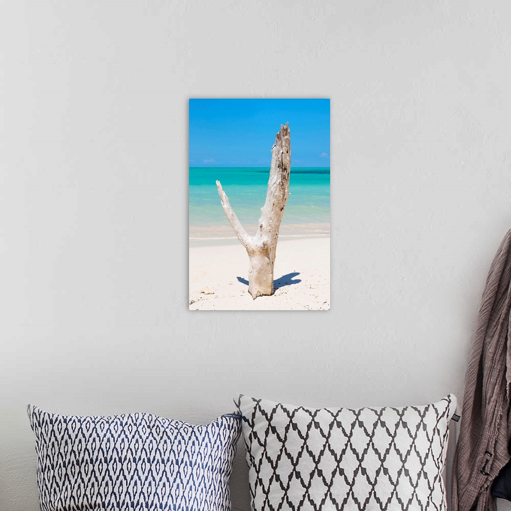 A bohemian room featuring Photograph of a large piece of driftwood on the shore of a beach in Cuba with crystal blue waters...