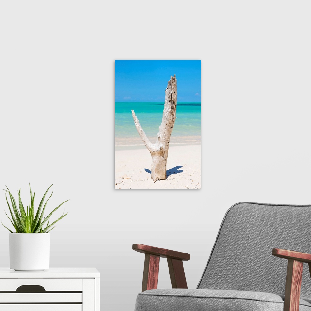 A modern room featuring Photograph of a large piece of driftwood on the shore of a beach in Cuba with crystal blue waters...