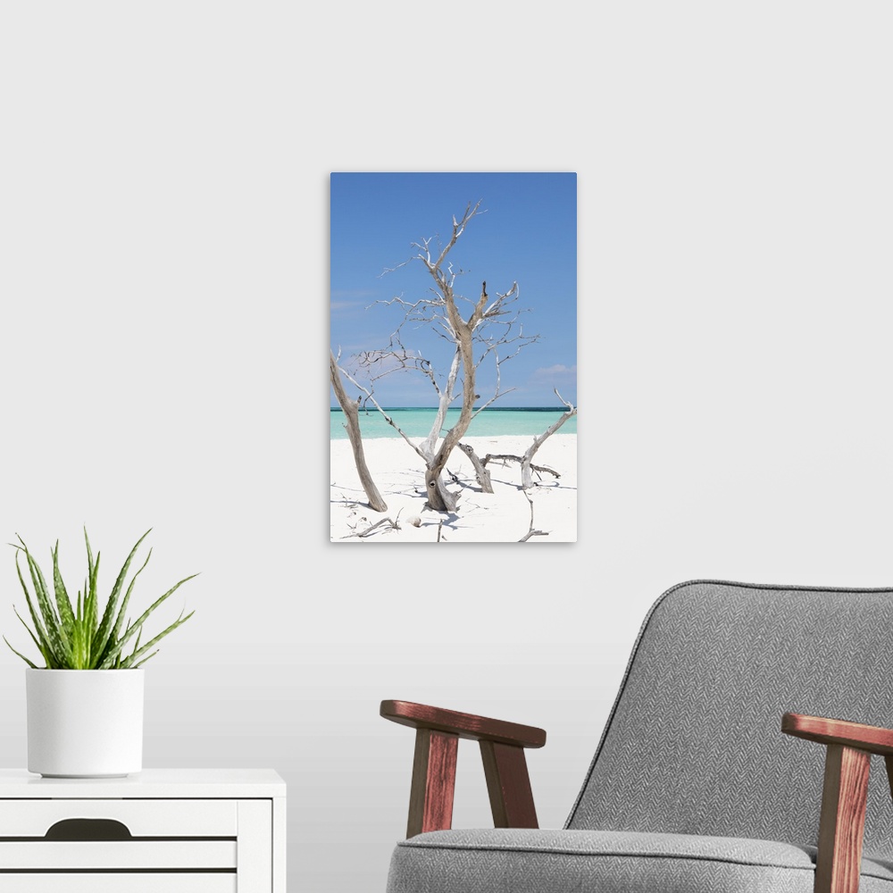 A modern room featuring Vertical photograph of driftwood in white sand on a beach in Cuba.