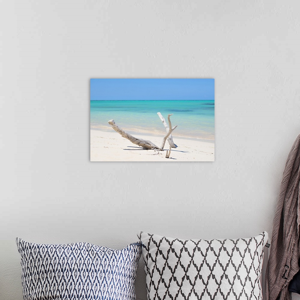 A bohemian room featuring Photograph of dried up driftwood on the shore.