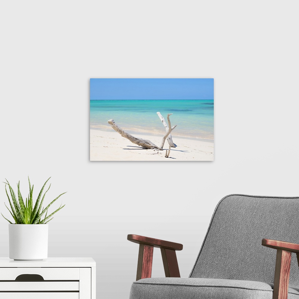 A modern room featuring Photograph of dried up driftwood on the shore.
