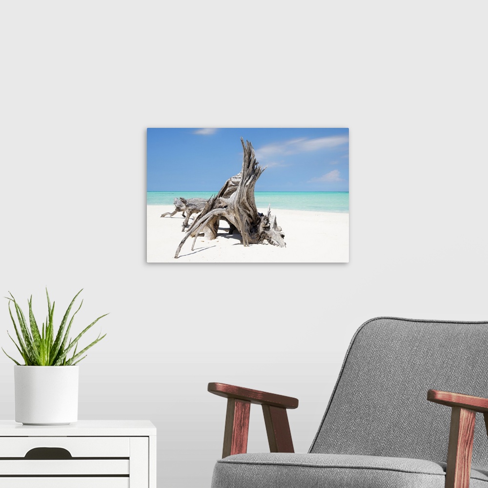 A modern room featuring Photograph of a large piece of driftwood on the shore of a crystal blue beach.