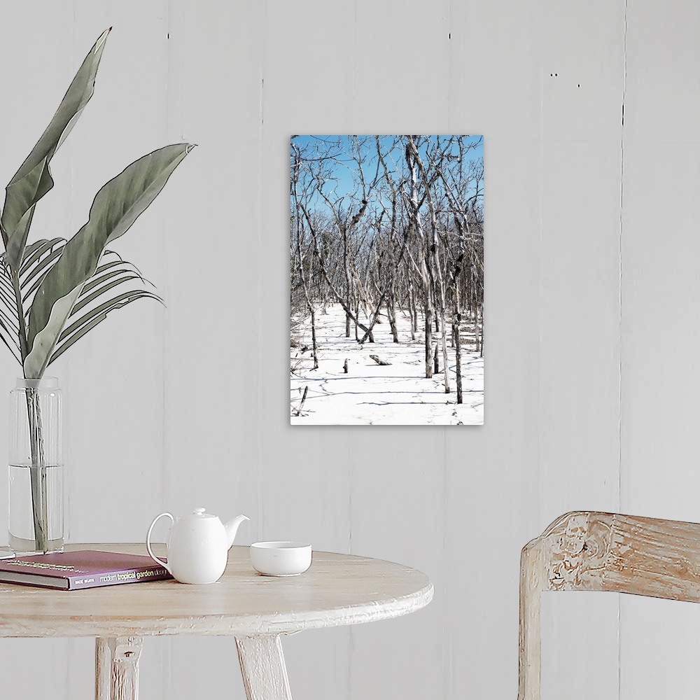 A farmhouse room featuring Textured photograph with bare sticks in white sands on a beach in Cuba.