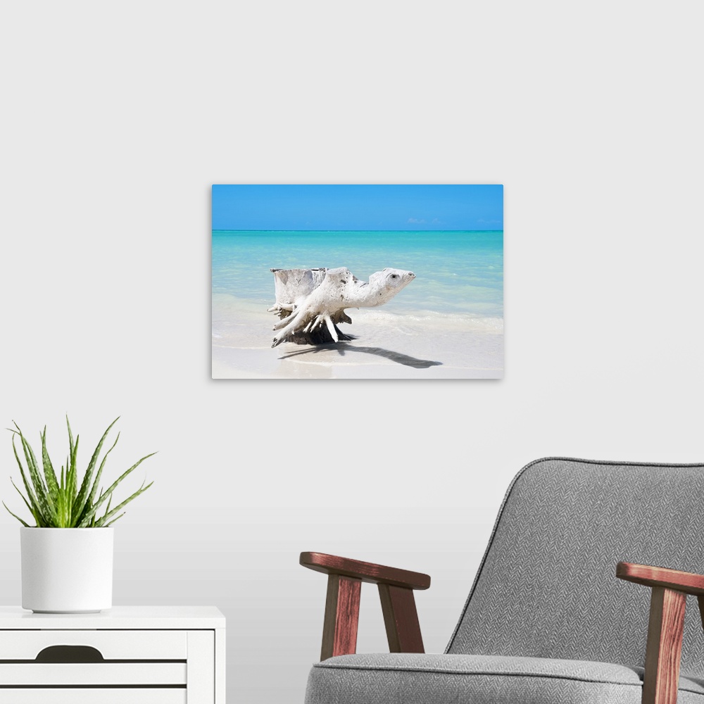 A modern room featuring Photograph of a piece of driftwood on the shore of a Cuban beach.