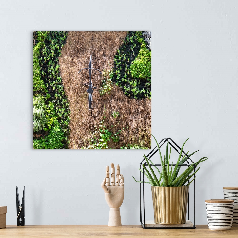 A bohemian room featuring Square photograph of a single bicycle standing in afield of dead grass surrounded by green plants...