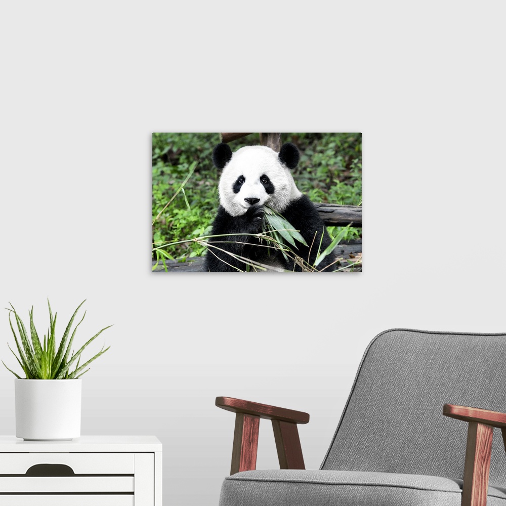 A modern room featuring Giant Panda, China 10MKm2 Collection.