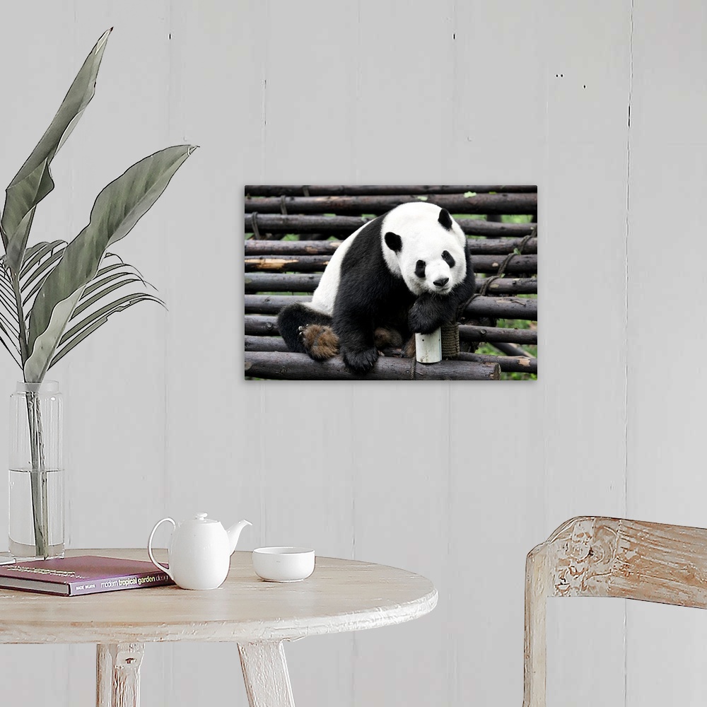 A farmhouse room featuring Giant Panda, China 10MKm2 Collection.