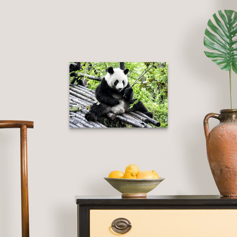 A traditional room featuring Giant Panda, China 10MKm2 Collection.